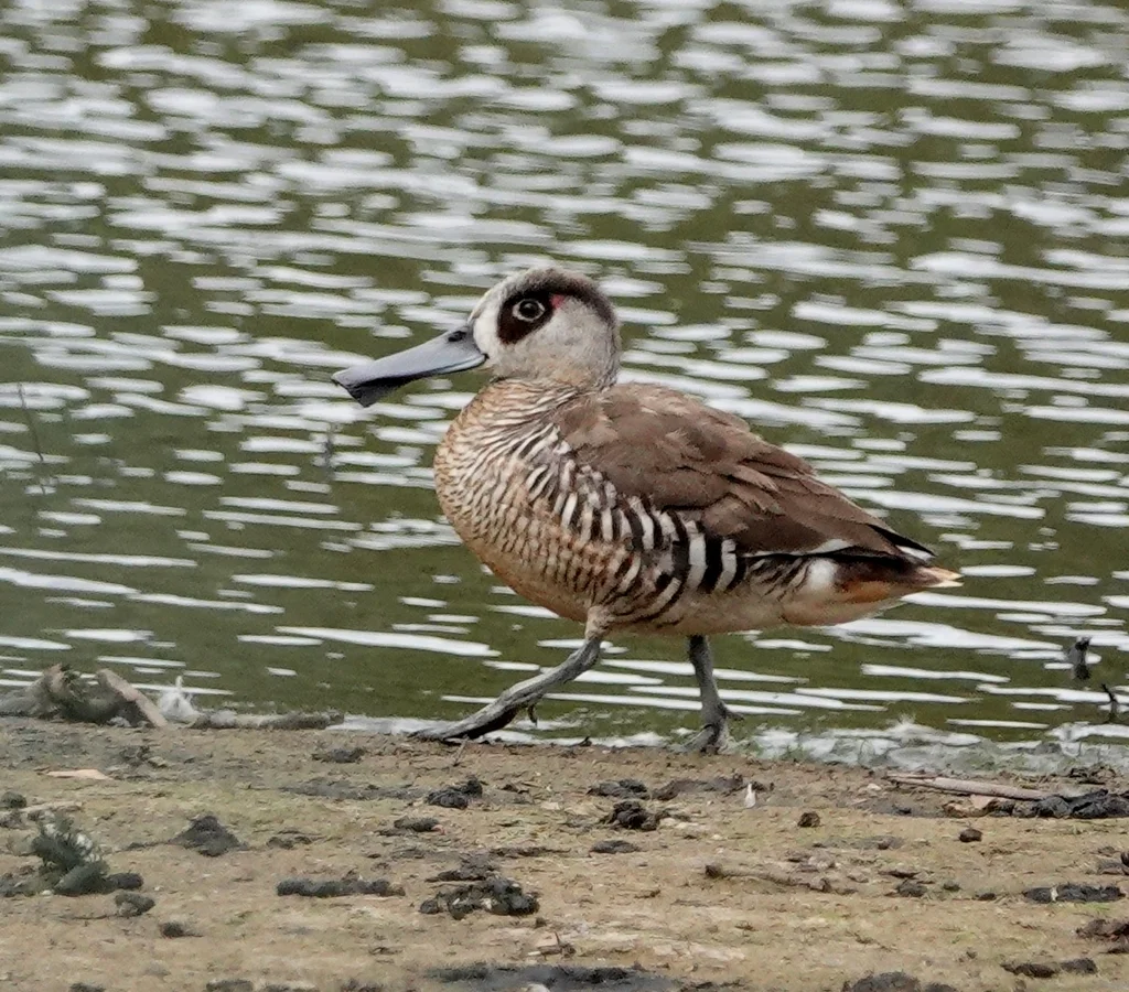 红耳鸭(Malacorhynchus membranaceus)