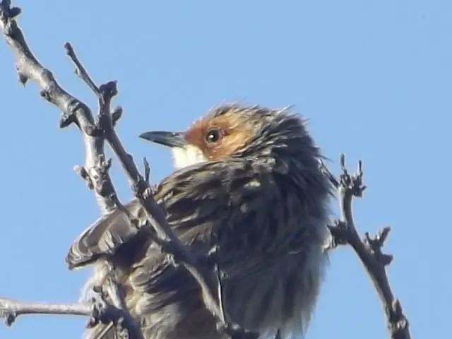 棕耳鹪莺(Malcorus pectoralis)