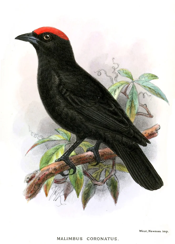 朱顶精织雀(Malimbus coronatus)