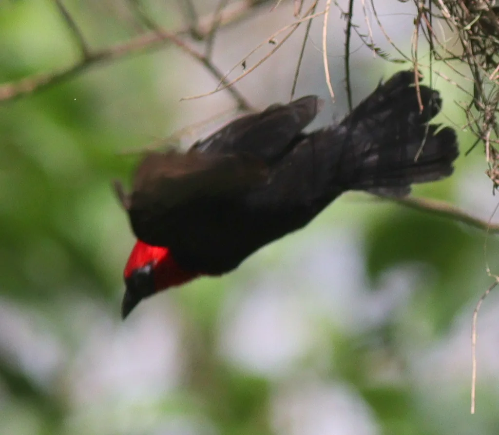 冠精织雀(Malimbus malimbicus)