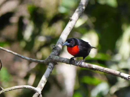蓝嘴精织雀(Malimbus nitens)
