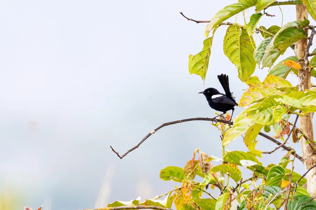 白肩细尾鹩莺(Malurus alboscapulatus)