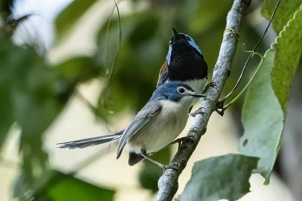 娇美细尾鹩莺(Malurus amabilis)