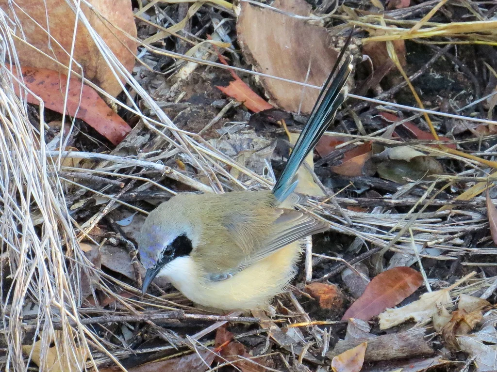 紫冠细尾鹩莺(Malurus coronatus)
