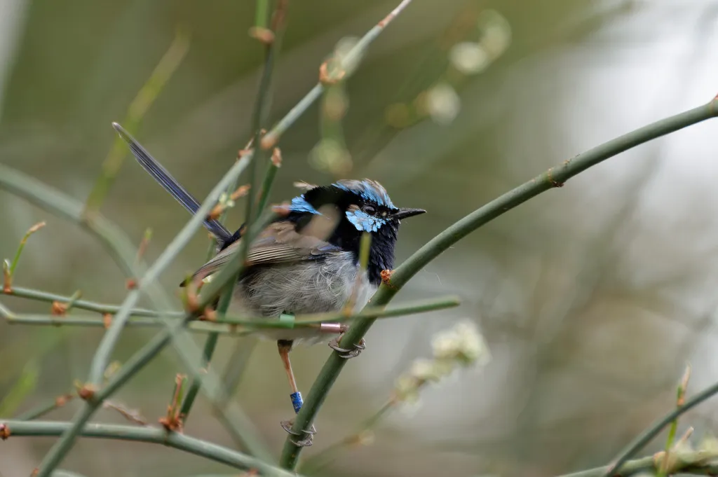 华丽细尾鹩莺(Malurus cyaneus)