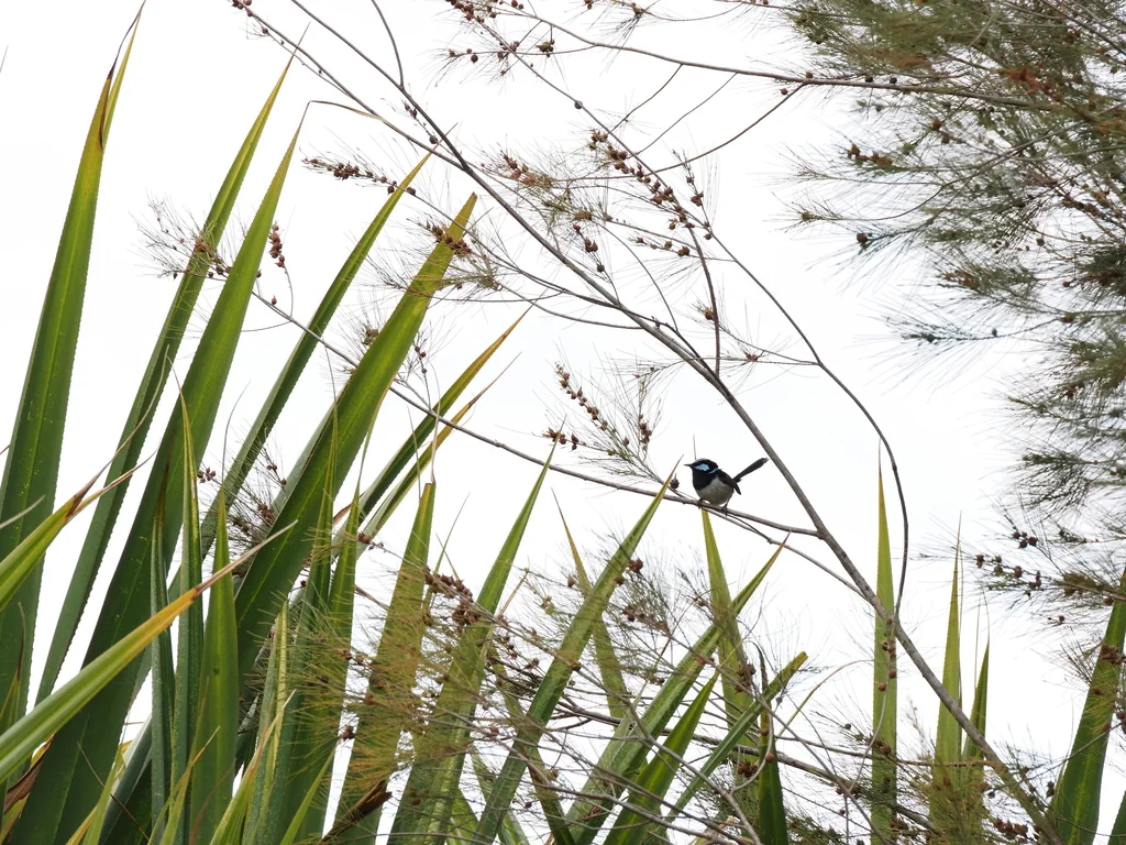 华丽细尾鹩莺(Malurus cyaneus)