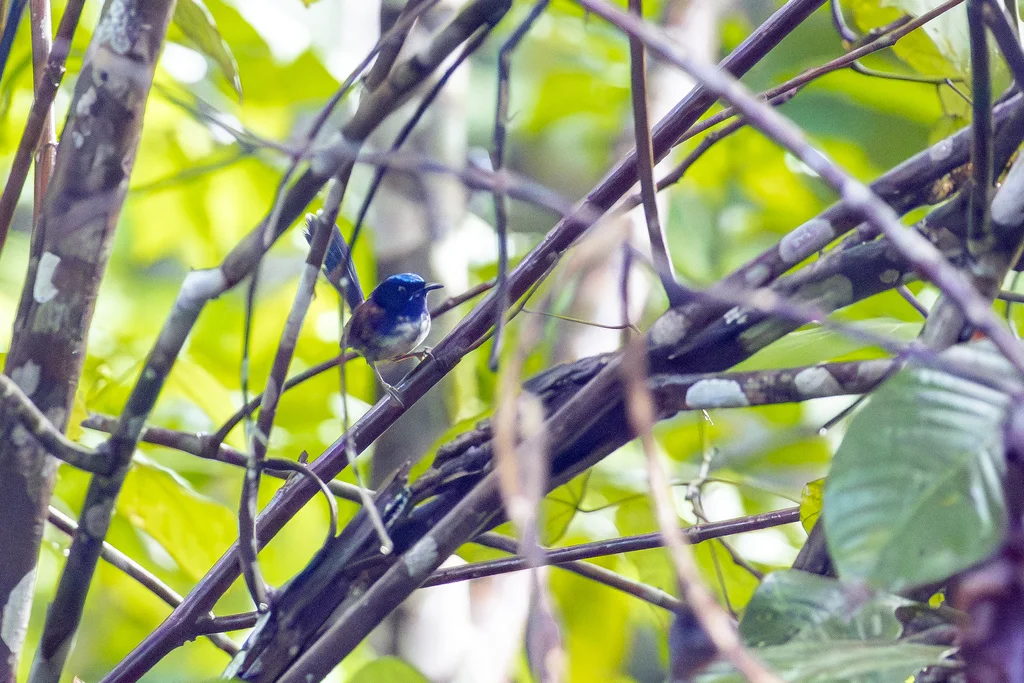 蓝细尾鹩莺(Malurus cyanocephalus)