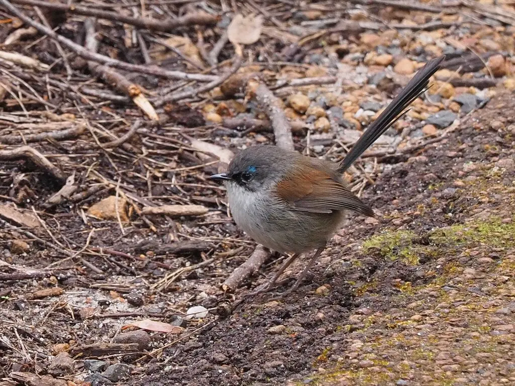 红翅细尾鹩莺(Malurus elegans)
