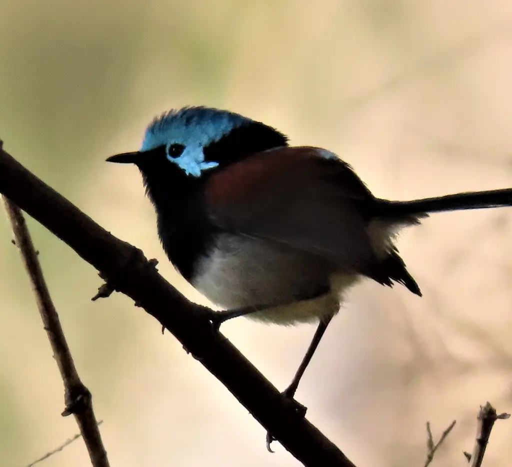 红翅细尾鹩莺(Malurus elegans)