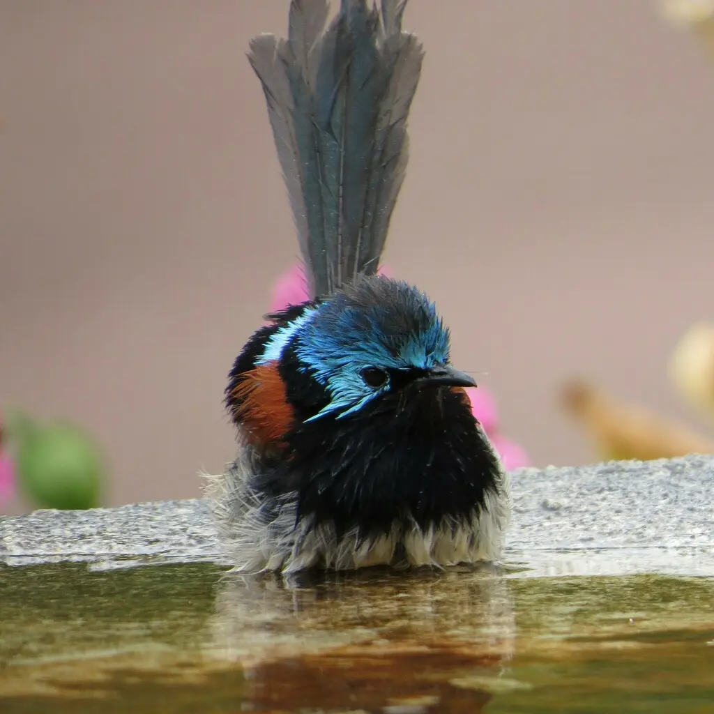红翅细尾鹩莺(Malurus elegans)