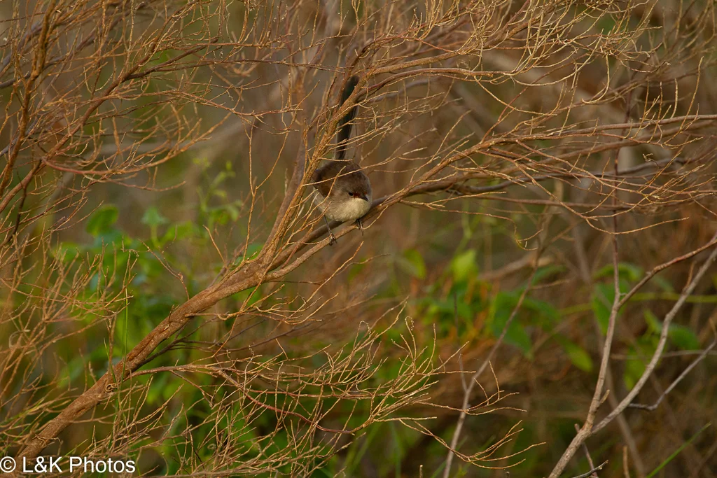红翅细尾鹩莺(Malurus elegans)
