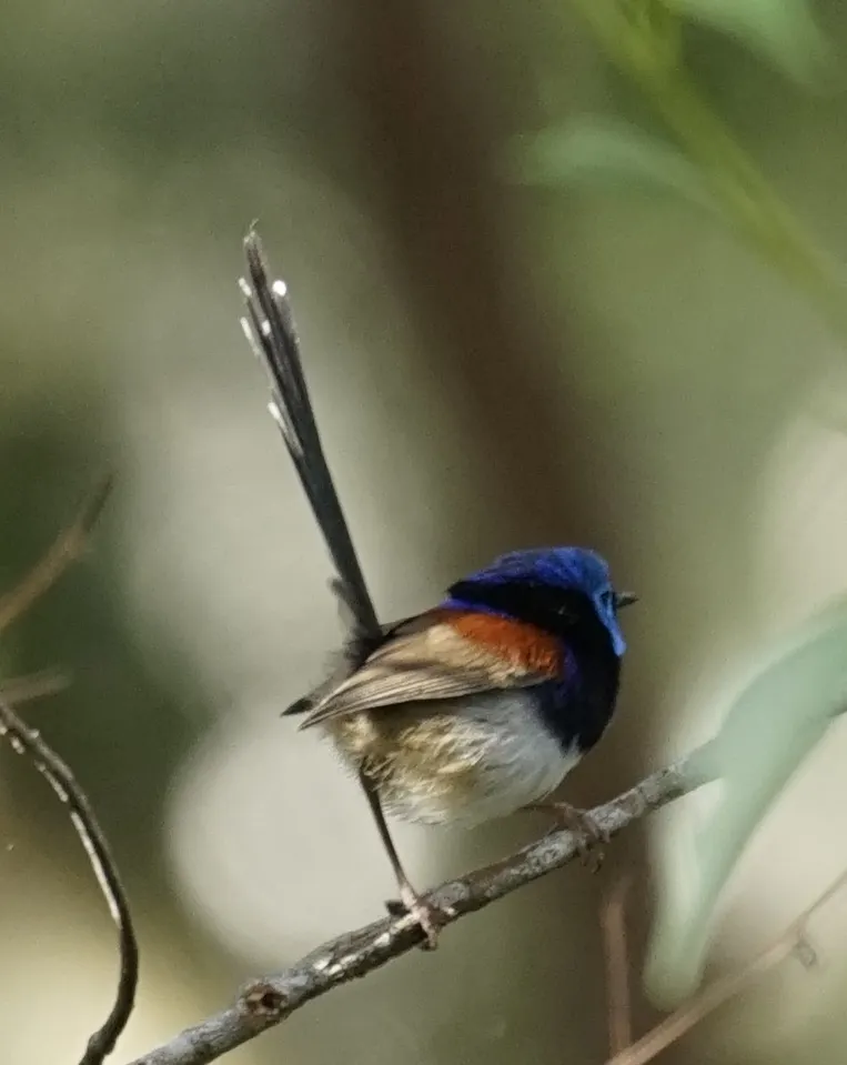 杂色细尾鹩莺(Malurus lamberti)