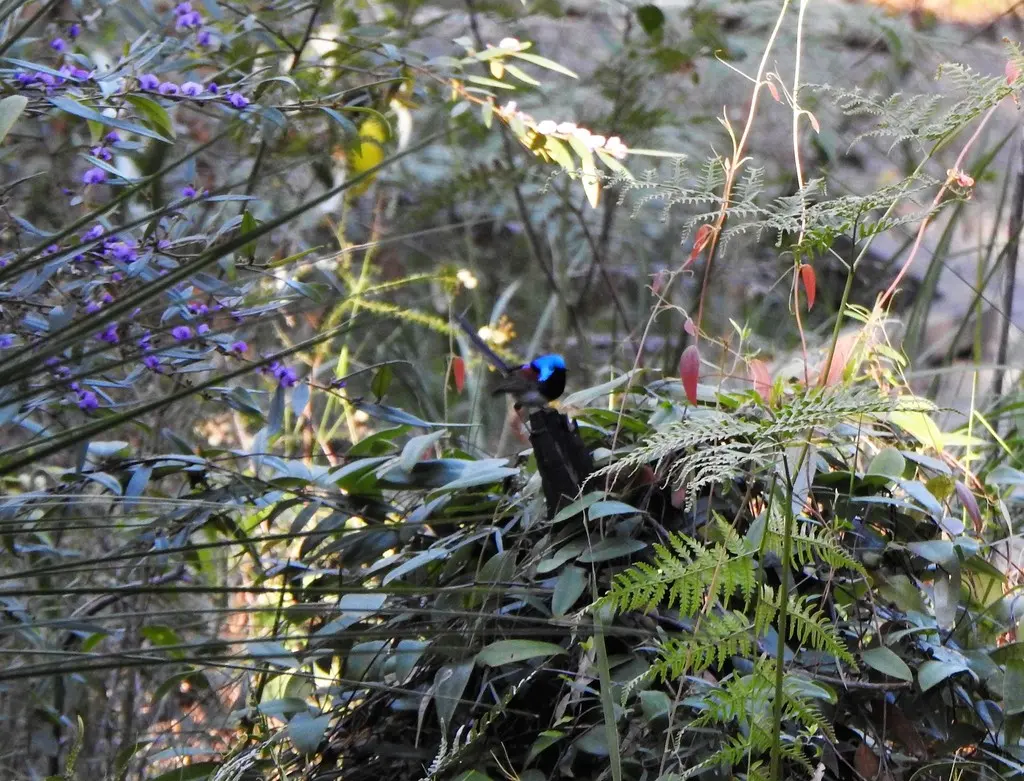 杂色细尾鹩莺(Malurus lamberti)