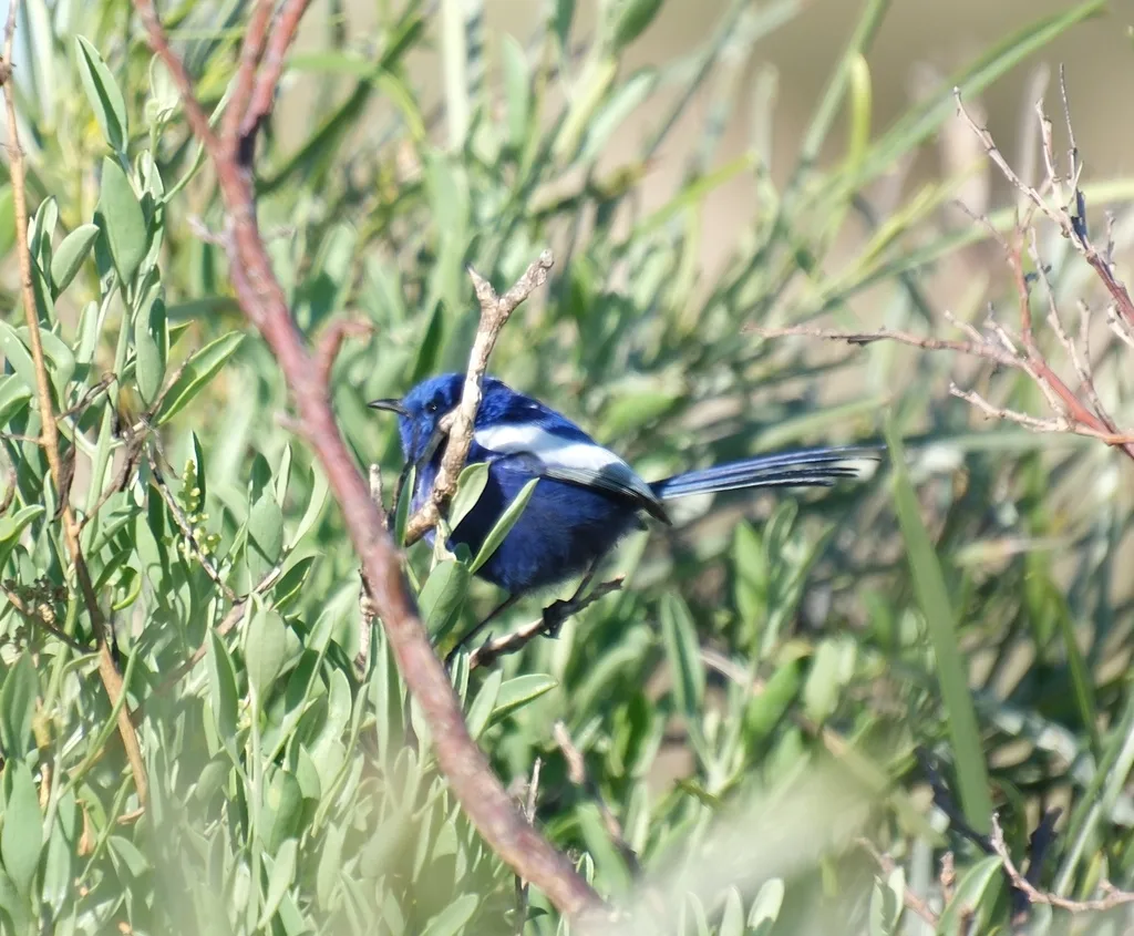 蓝白细尾鹩莺(Malurus leucopterus)