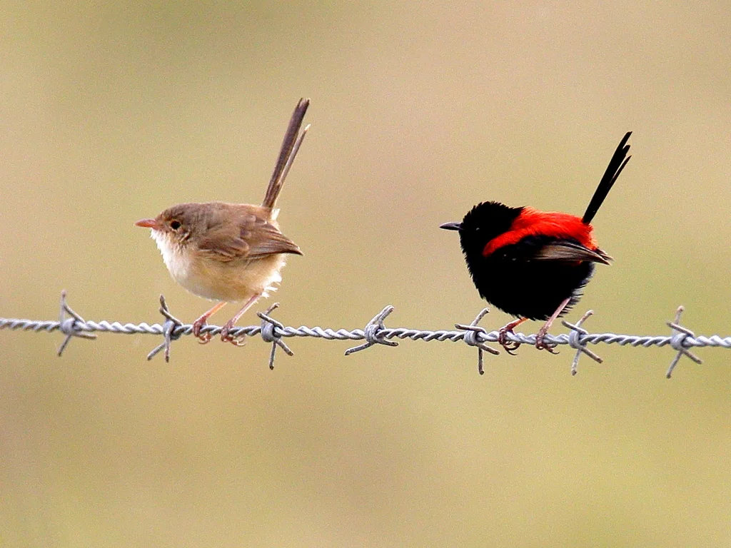 红背细尾鹩莺(Malurus melanocephalus)