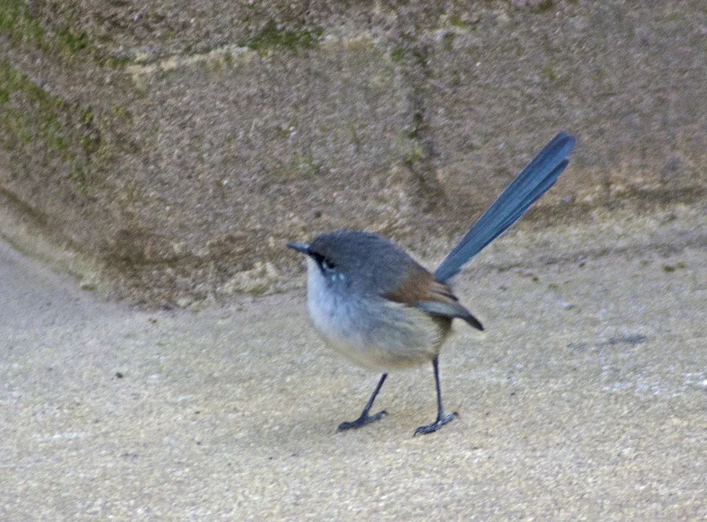 蓝胸细尾鹩莺(Malurus pulcherrimus)