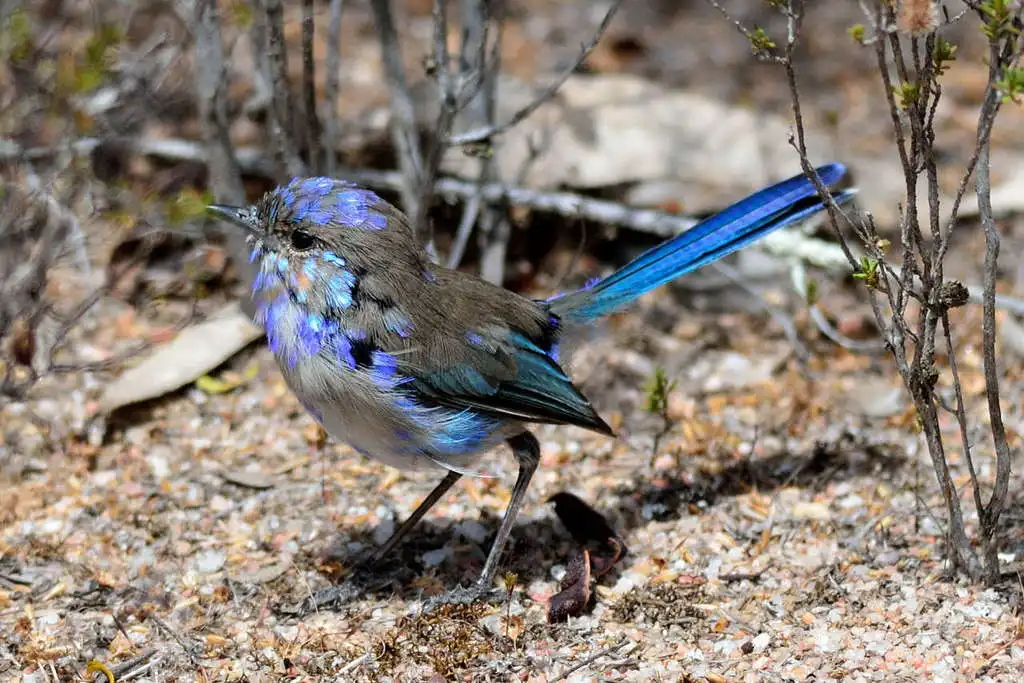 辉蓝细尾鹩莺(Malurus splendens)