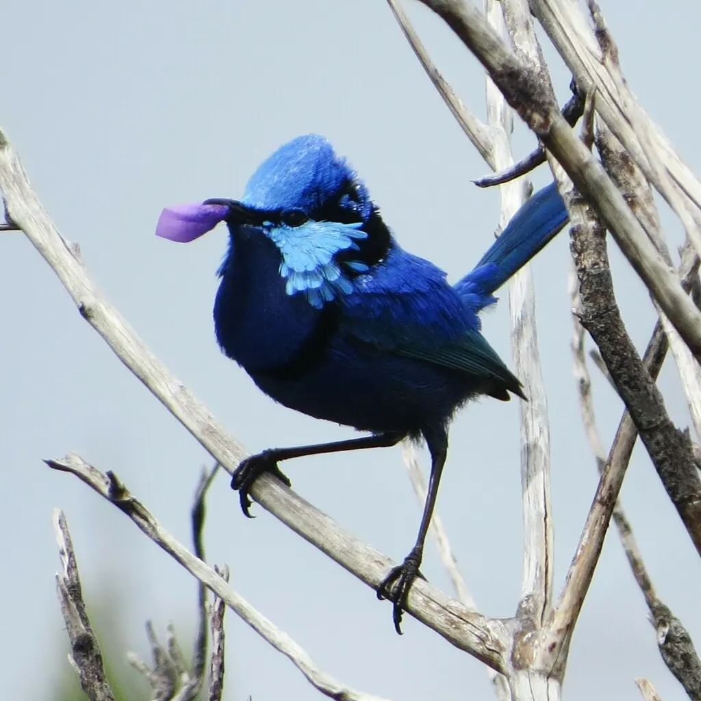 辉蓝细尾鹩莺(Malurus splendens)