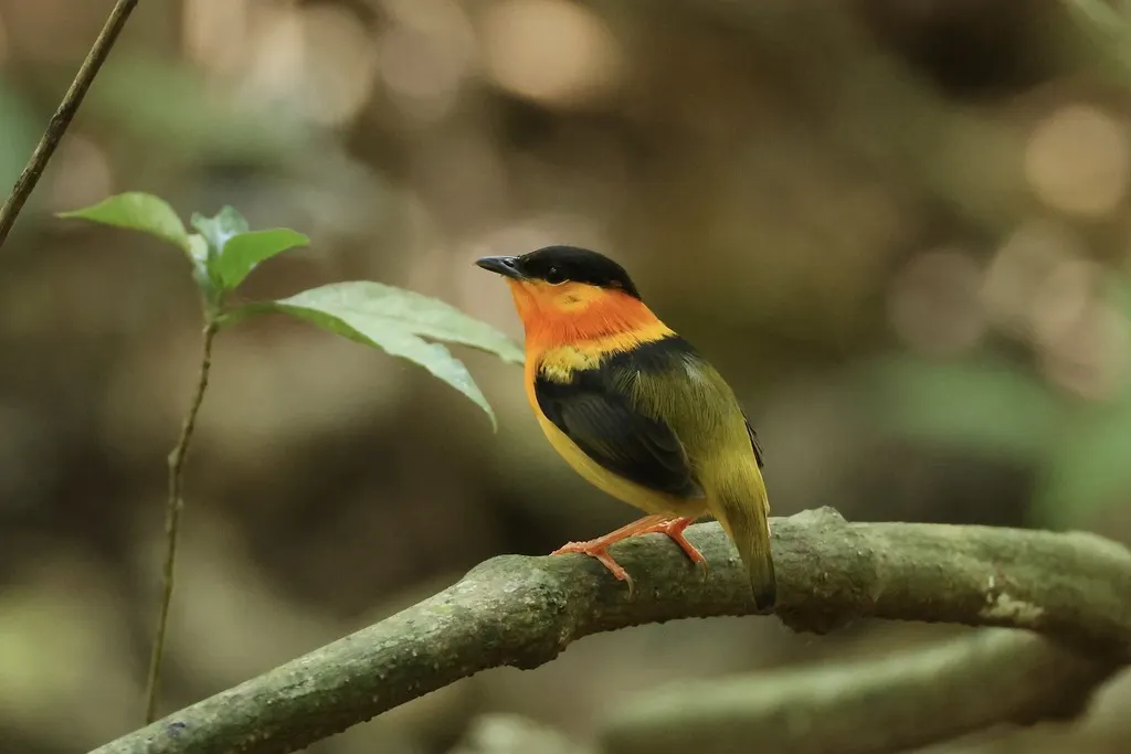 橙领娇鹟(Manacus aurantiacus)