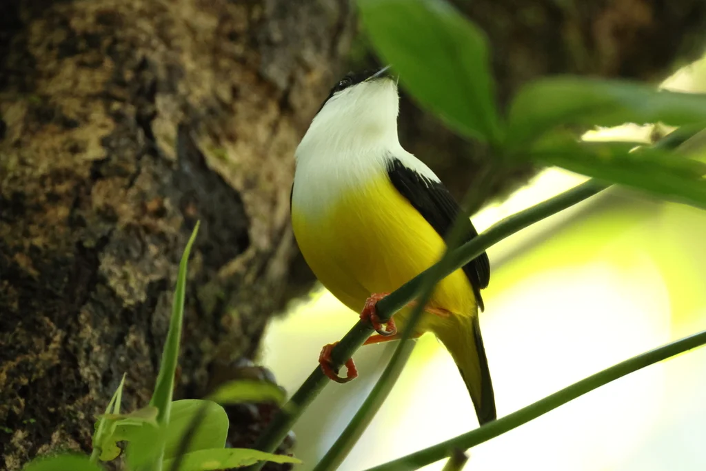 白头娇鹟(Manacus candei)