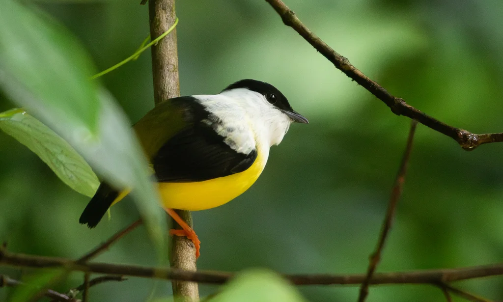白头娇鹟(Manacus candei)