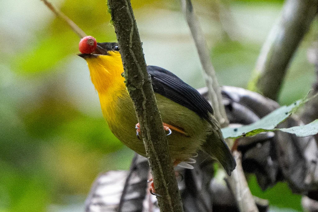 金领娇鹟(Manacus vitellinus)