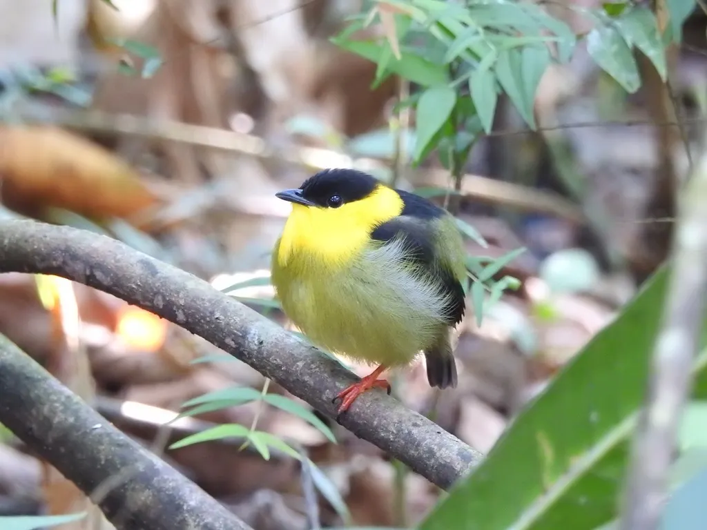 金领娇鹟(Manacus vitellinus)