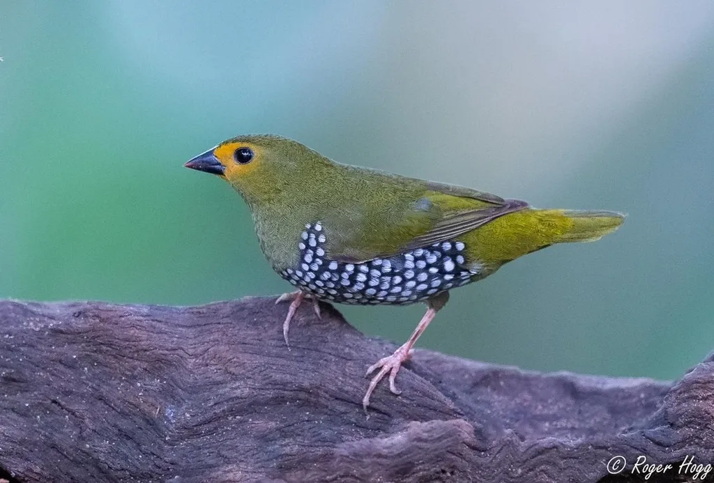 绿背斑雀(Mandingoa nitidula)
