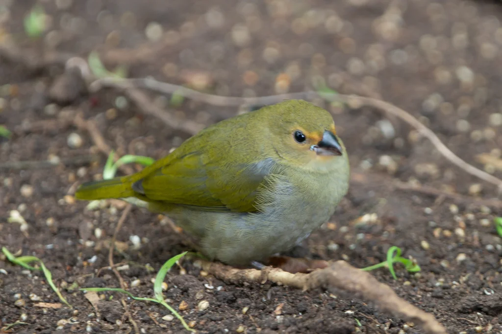 绿背斑雀(Mandingoa nitidula)