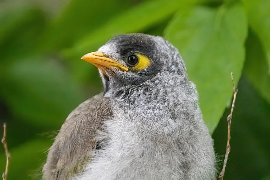 黑额矿吸蜜鸟(Manorina melanocephala)