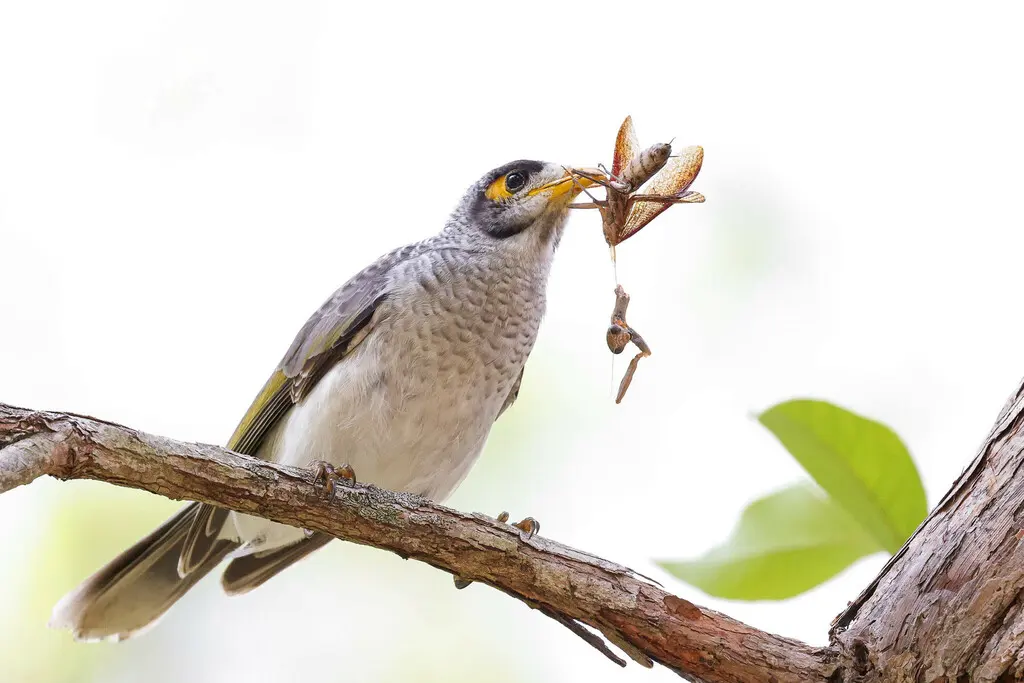 黑额矿吸蜜鸟(Manorina melanocephala)