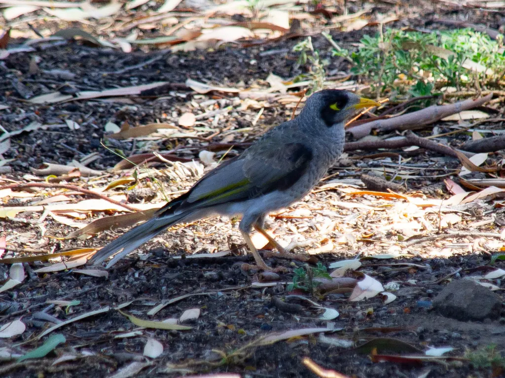 黑额矿吸蜜鸟(Manorina melanocephala)