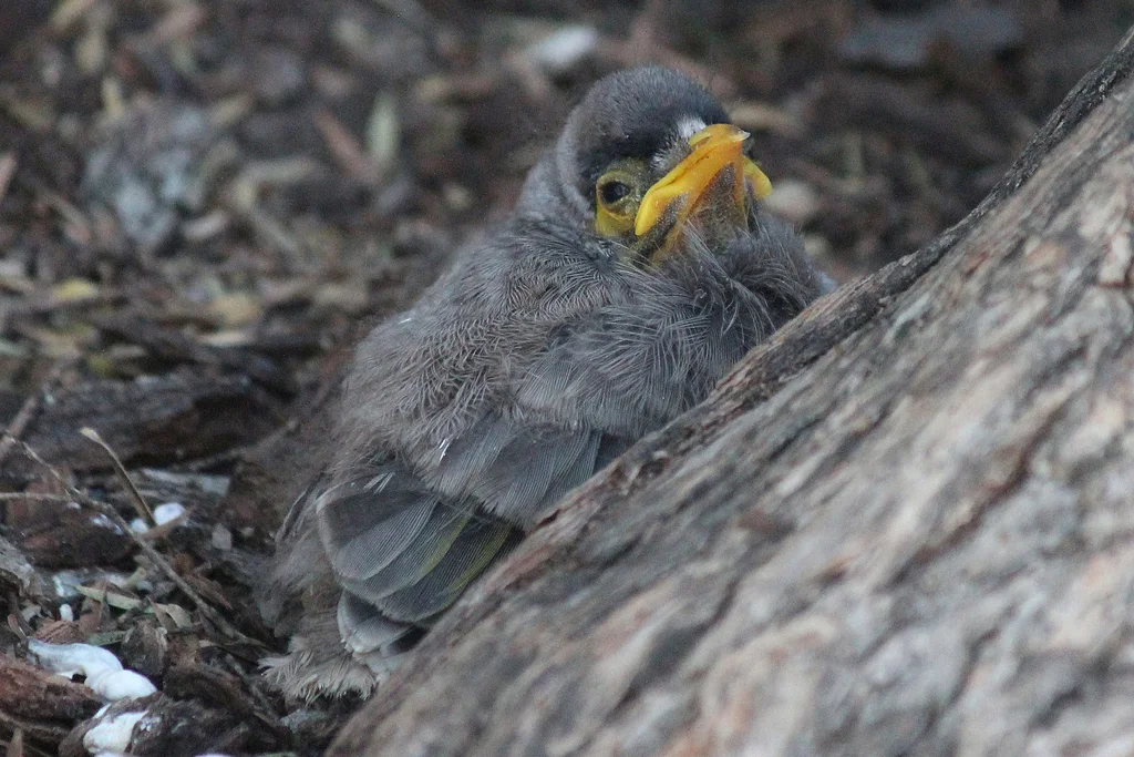 黑额矿吸蜜鸟(Manorina melanocephala)