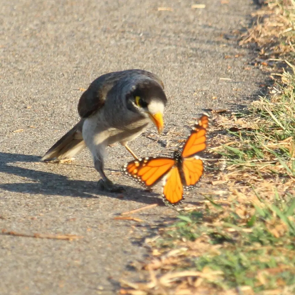 黑额矿吸蜜鸟(Manorina melanocephala)