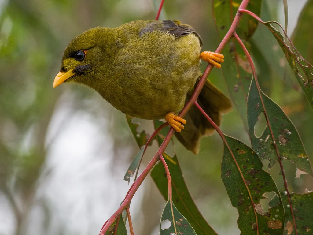 矿吸蜜鸟(Manorina melanophrys)