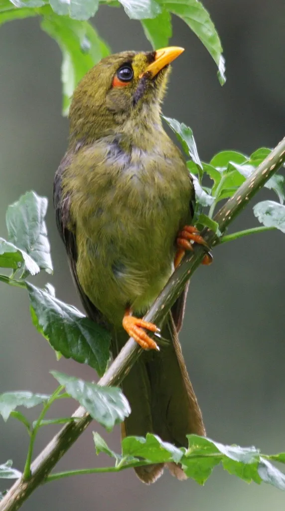 矿吸蜜鸟(Manorina melanophrys)