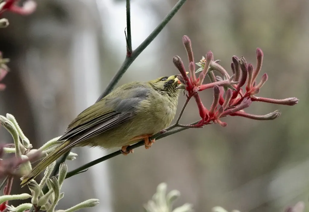 矿吸蜜鸟(Manorina melanophrys)