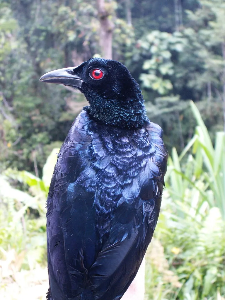 黑辉极乐鸟(Manucodia ater)