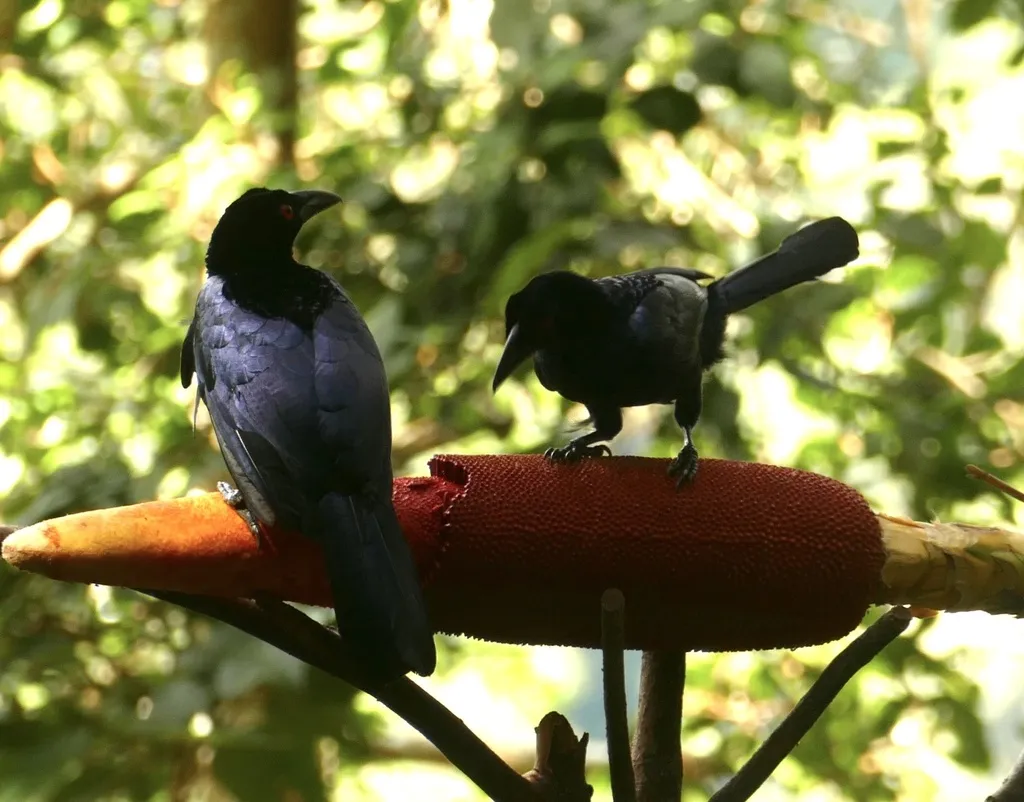 绿胸辉极乐鸟(Manucodia chalybatus)