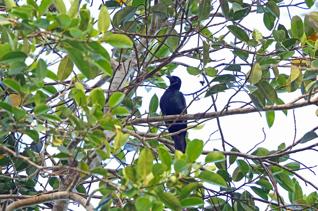 绿辉极乐鸟(Manucodia jobiensis)