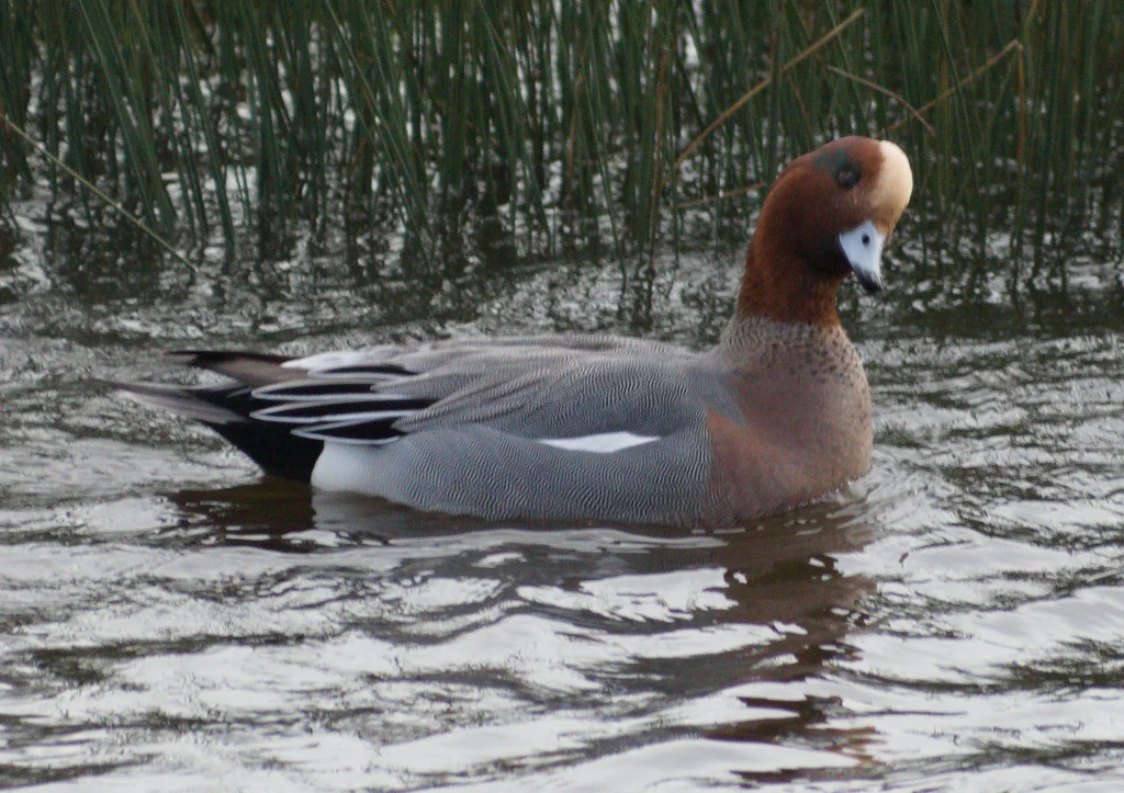 赤颈鸭(Mareca penelope)