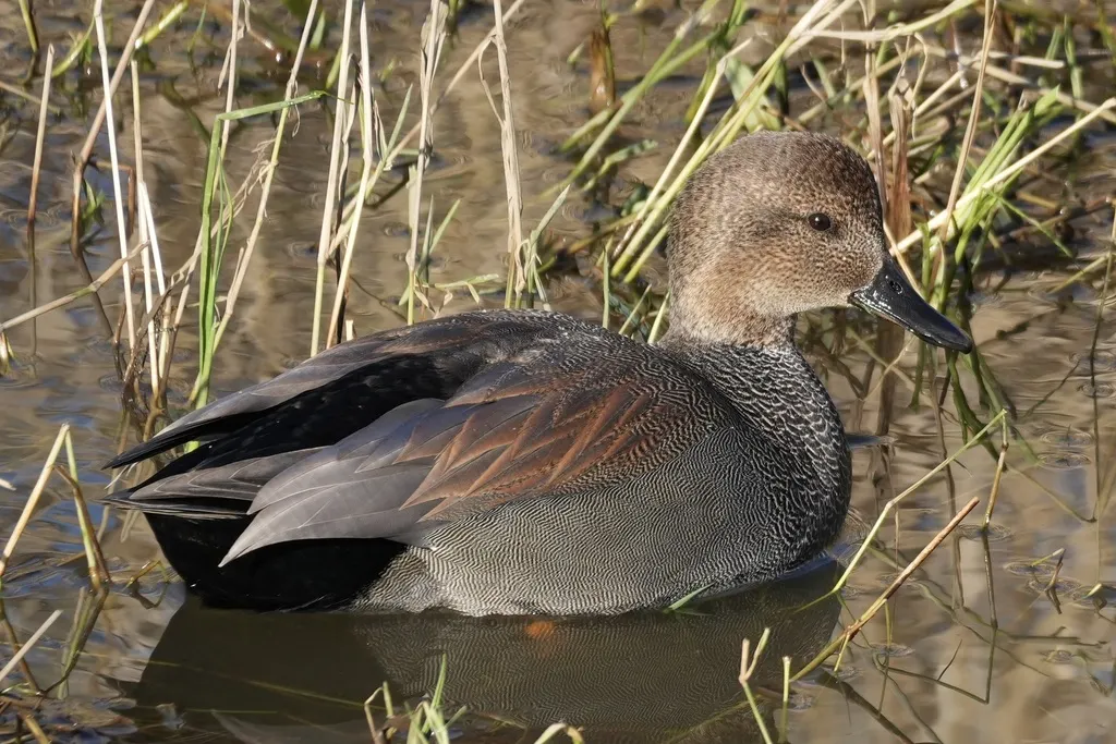赤膀鸭(Mareca strepera)