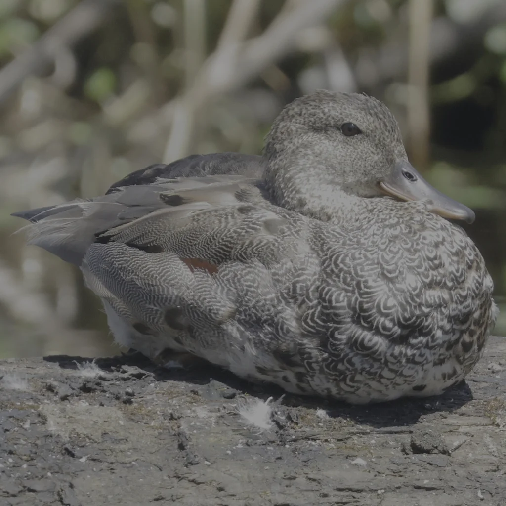 赤膀鸭(Mareca strepera)