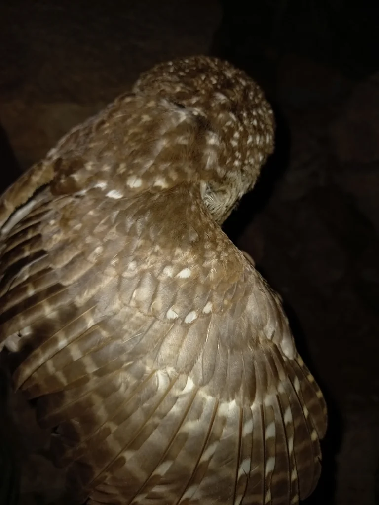 古巴角鸮(Margarobyas lawrencii)
