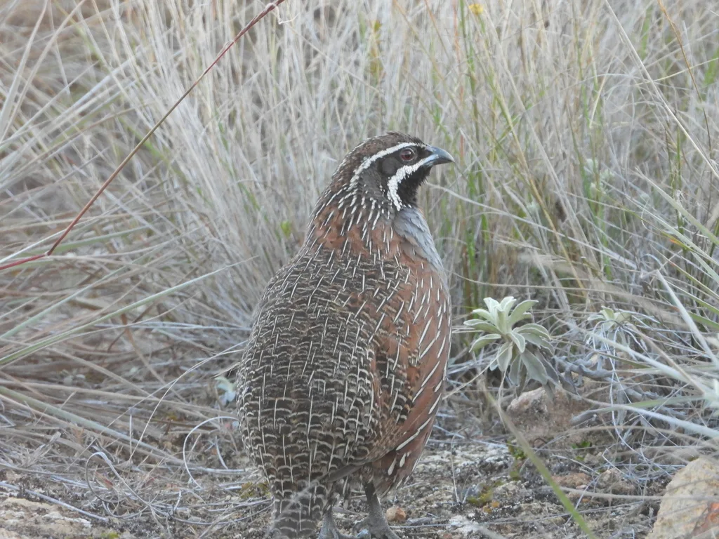 马岛鹑(Margaroperdix madagarensis)