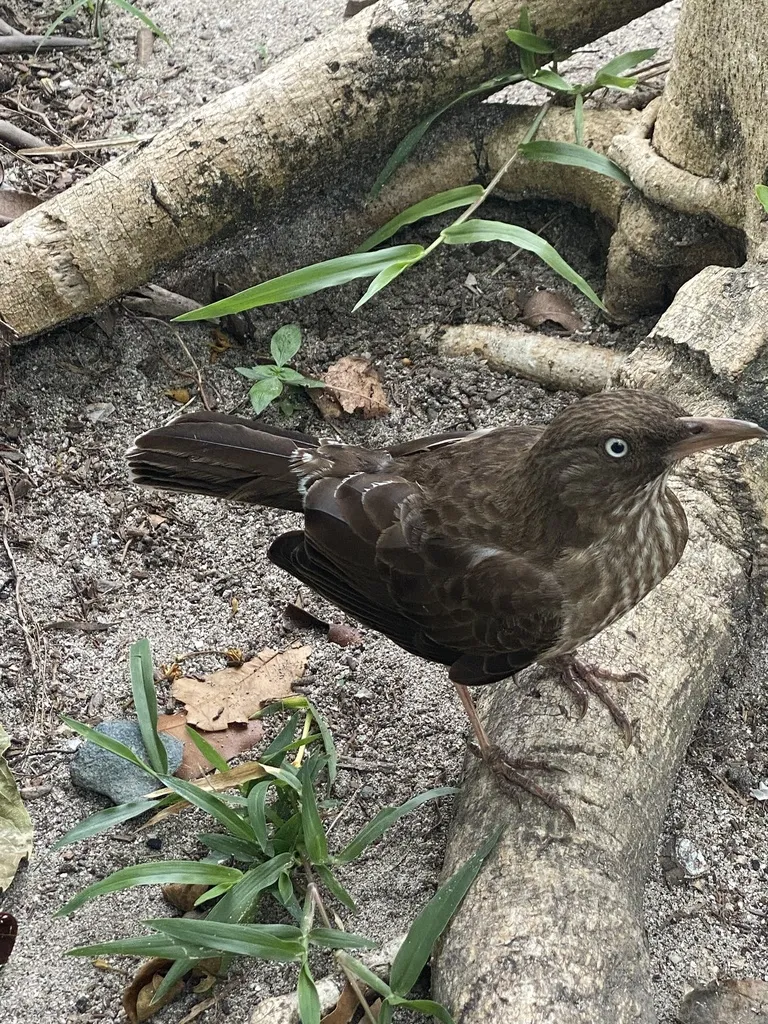 珠眼嘲鸫(Margarops fuscatus)