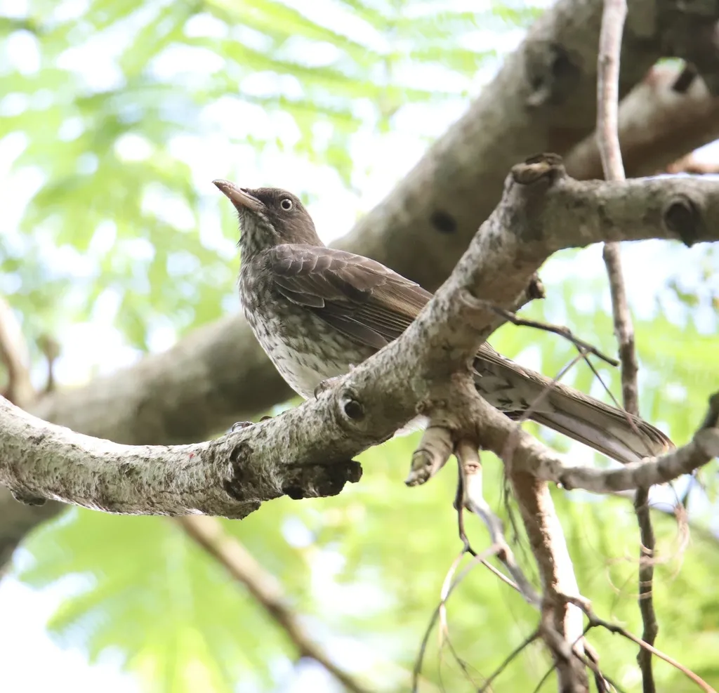 珠眼嘲鸫(Margarops fuscatus)