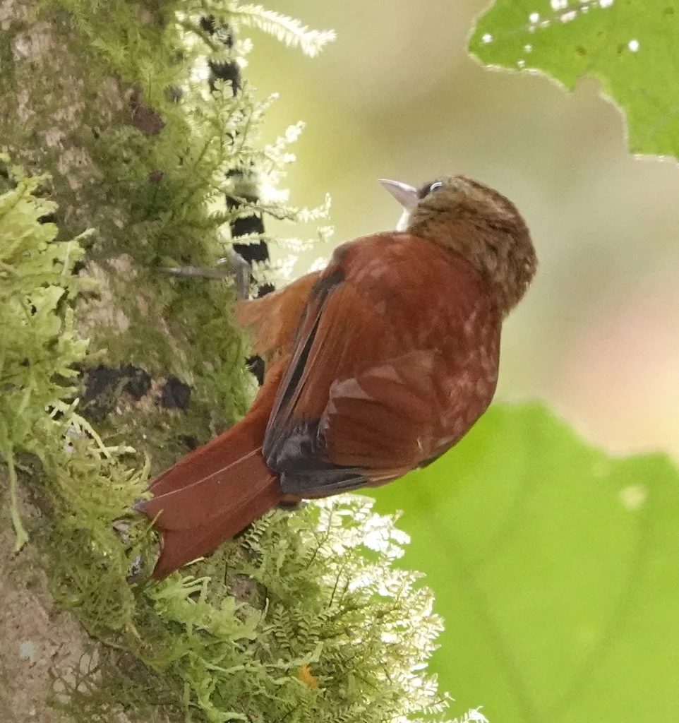 棕爬树雀(Margarornis rubiginosus)