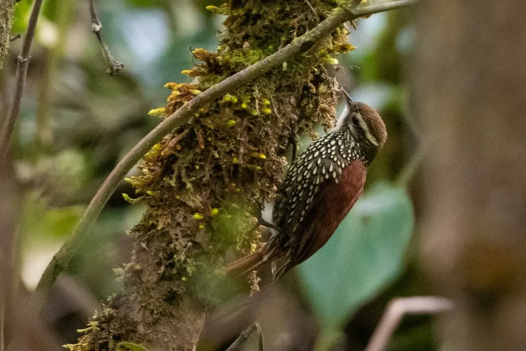 鳞斑爬树雀(Margarornis squamiger)