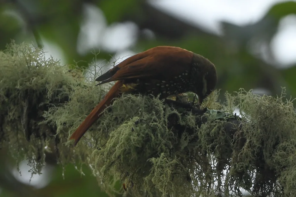 鳞斑爬树雀(Margarornis squamiger)